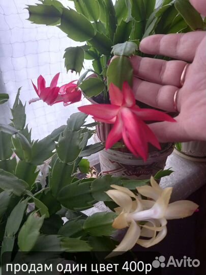 Декабрист шлюмбергера