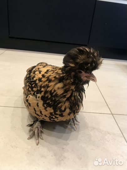 Павловские куры