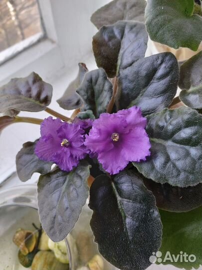 Продам цветы домашние