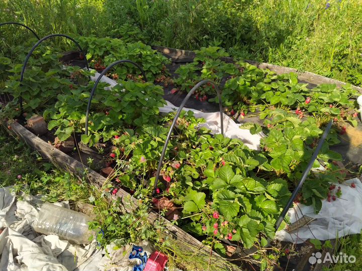 Рассада клубники купчиха
