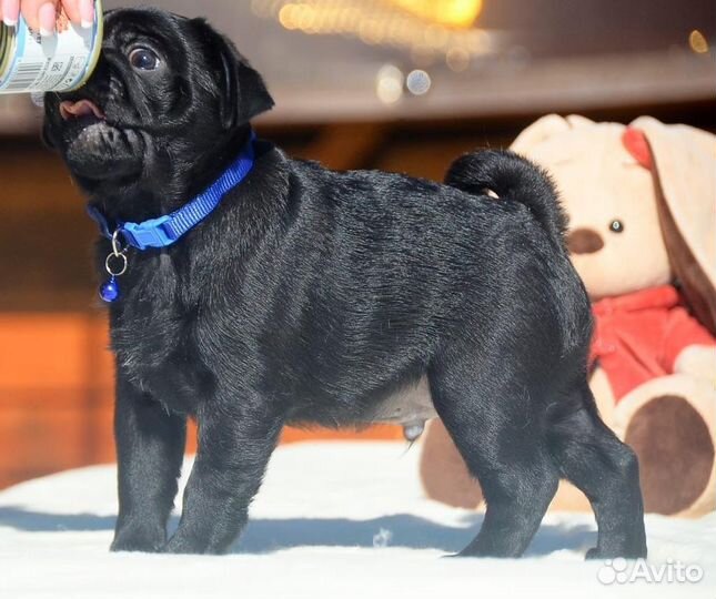 Щенки мопса