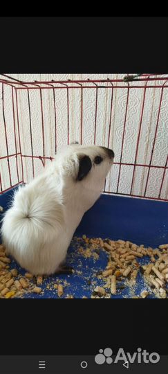 Морская свинка калифорния