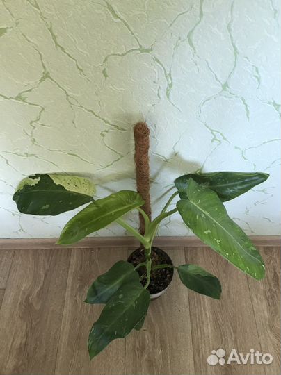 Филодендрон Имбе Вайт Марбл