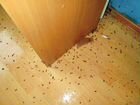 Уничтожение клопов и тараканов в Самаре объявление продам