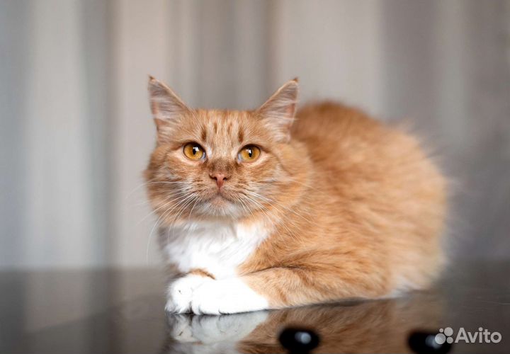 Лиса в добрые руки