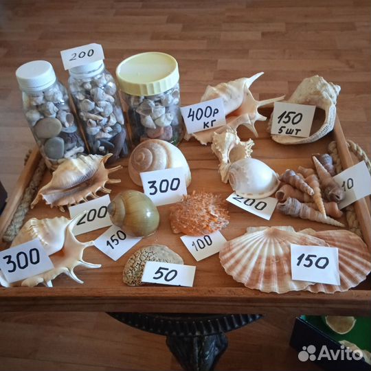 Морские раковины разные
