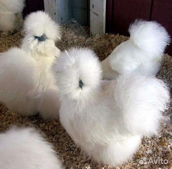 Инкубационное яйцо породистых кур