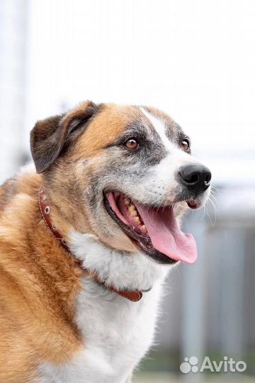 Собаки бесплатно, приют, готовы к отправке