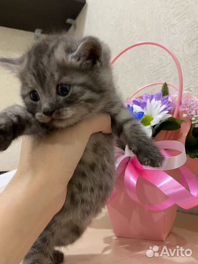 Шотландские котята