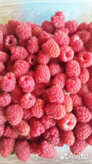 Саженцы малины