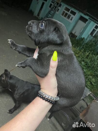 Питбуль помесь