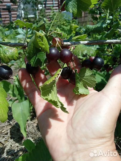 Саженцы йошты (гибрид крыжовника и смородины)