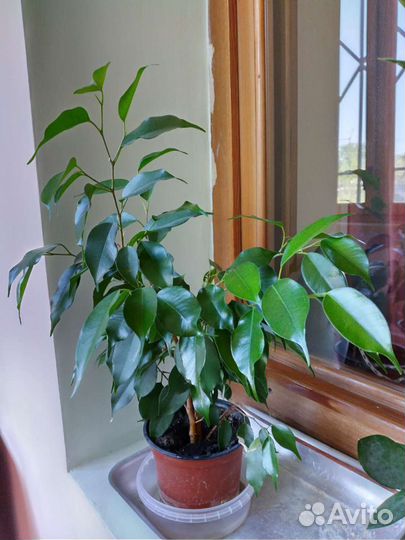 Фикус бенджамина