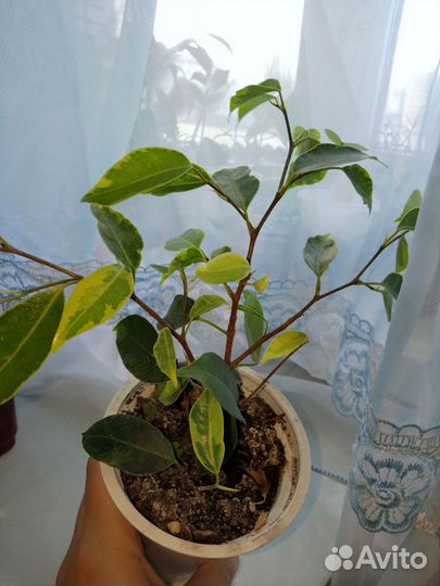 Фикус бенджамина