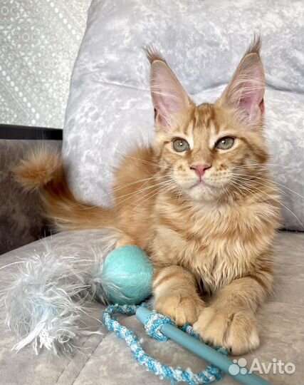 Котята мейн-кун рыжие