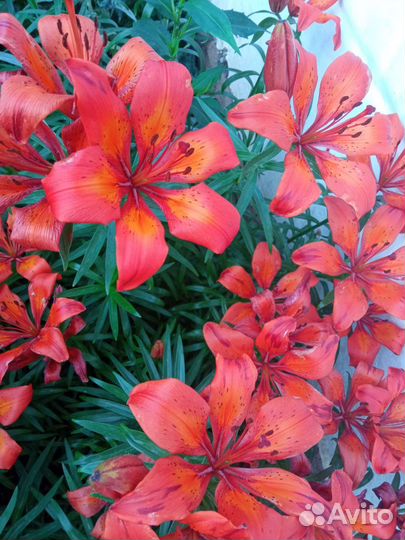 Многолетние цветы