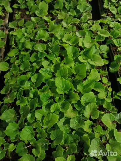 Рассада цинерарии гибридной