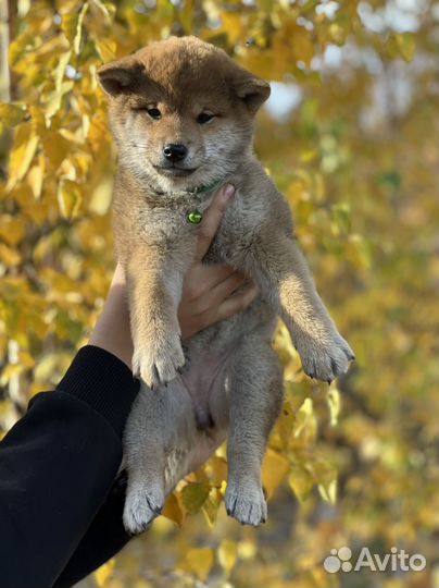 Сиба девочка