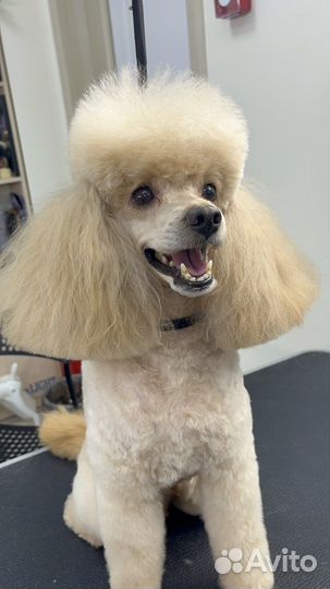 Стрижка собак и кошек, груминг