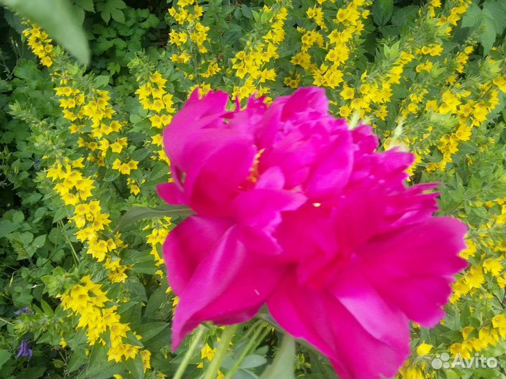 Пролеска,любисток,незабудки, жасмин, пион, мята