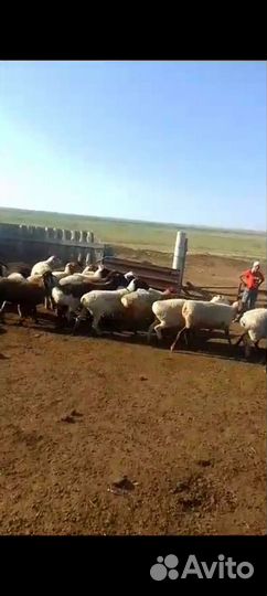 Курдючные бараны овцы