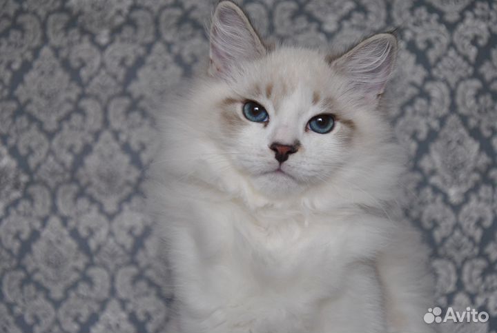 Невский Маскарадный котик 4,5 мес