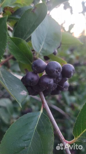 Ягоды черноплодной рябины