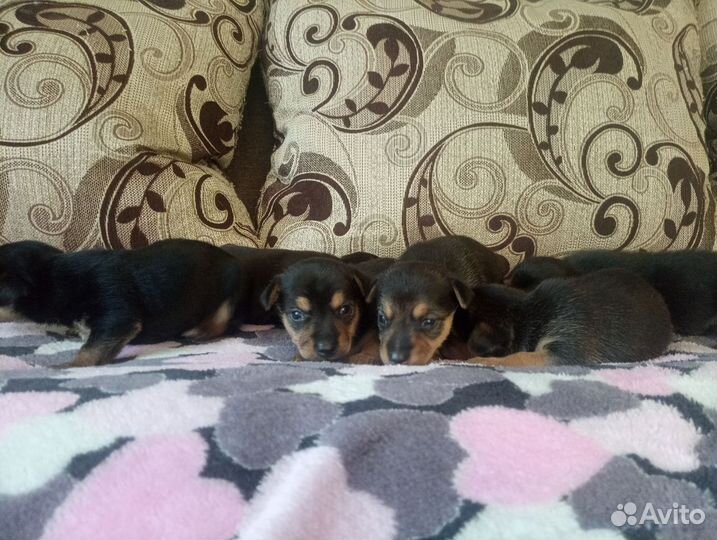 Той-терьер щенки