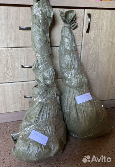 Бирючина для изгороди