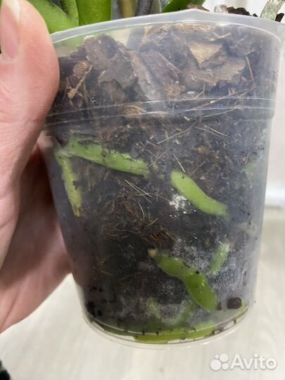 Орхидея фаленопсис