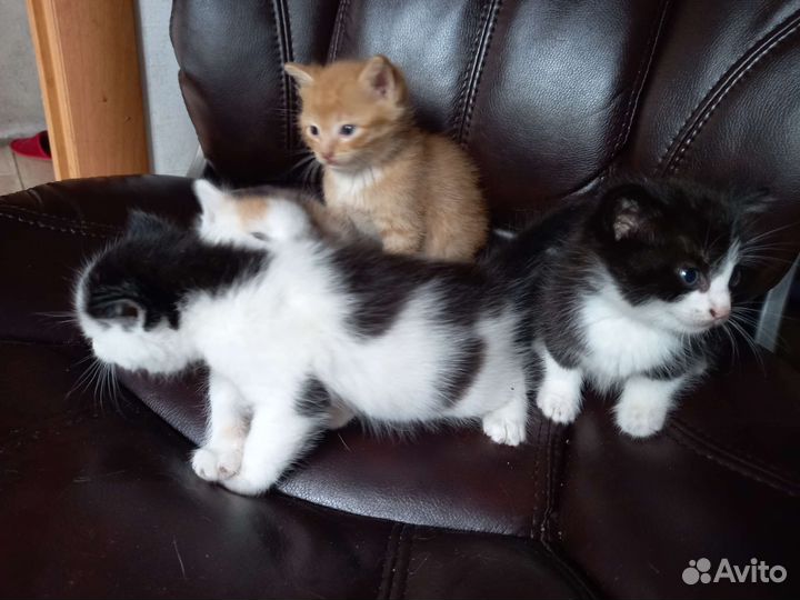 Котята отдам бесплатно