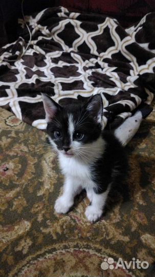 Котёнок
