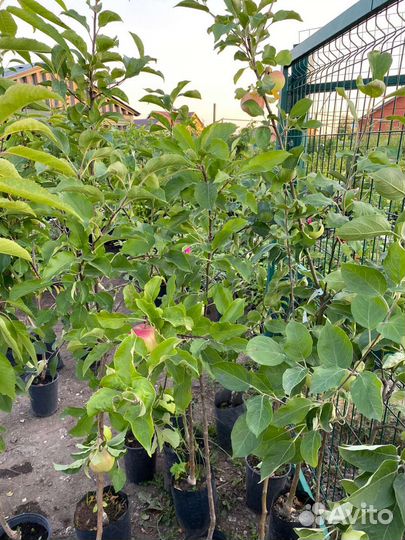 Саженцы яблонь оптом