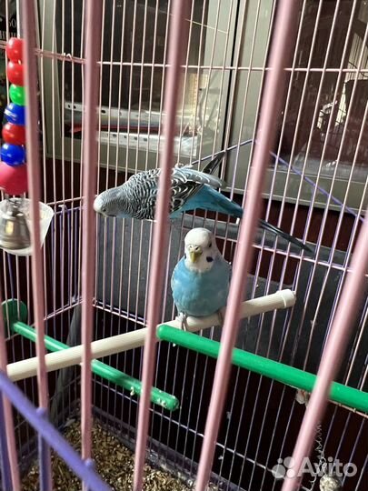 Волнистый попугай с клеткой