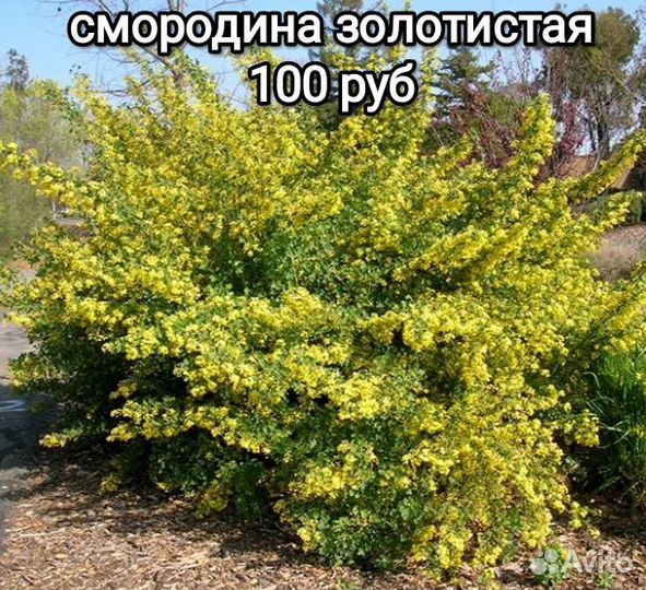 Малина, крыжовник, абрикос, смородина золотистая