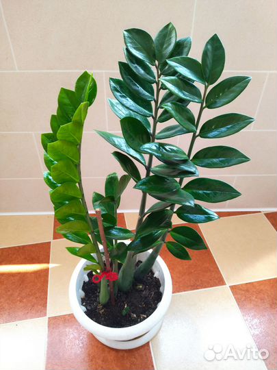 Замиокулькас, долларовое дерево