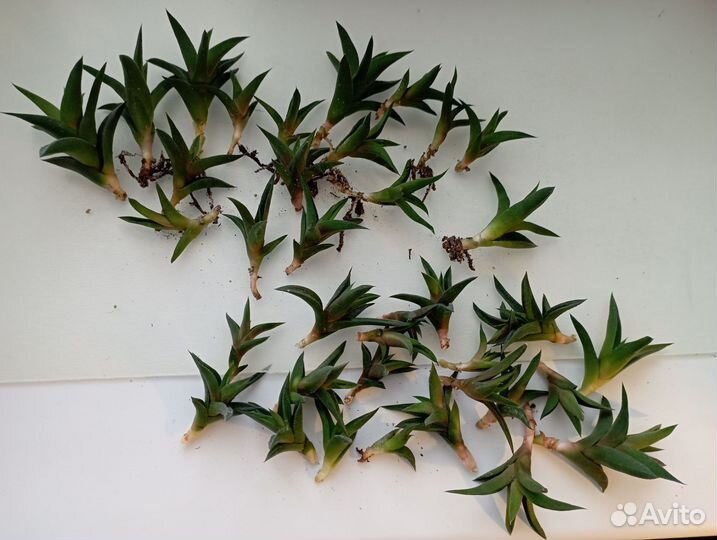 Суккуленты, хавортия