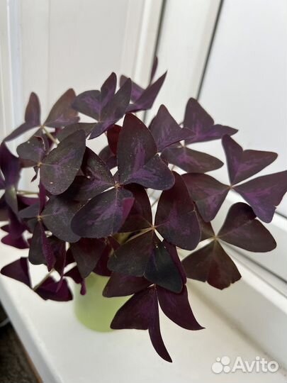 Кислица Оксалис