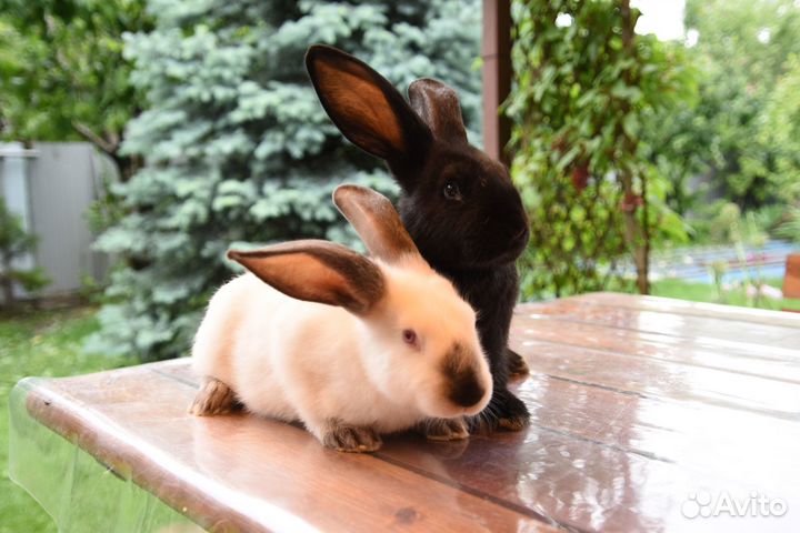 Кролики полтавское серебро и Калифорнийцы