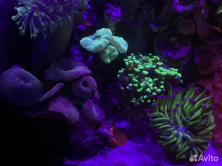 Морской аквариум 630 литров 150 x 70 x 60 см