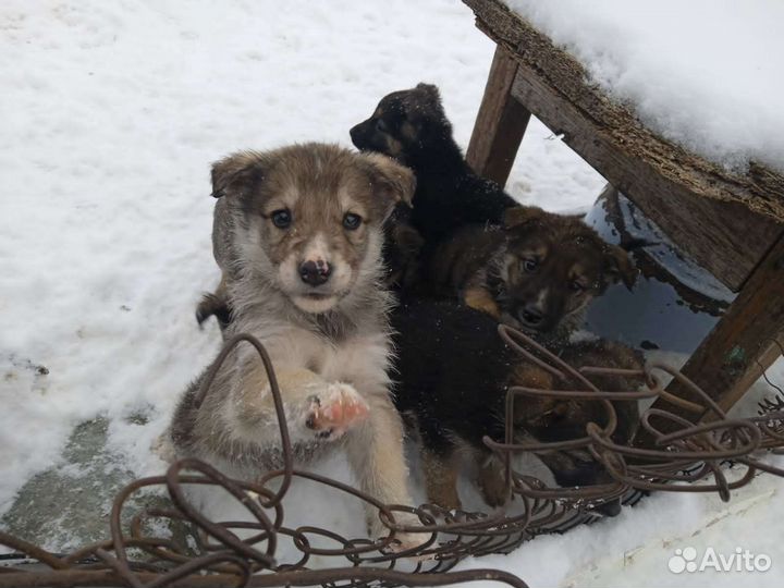Собачки охранники