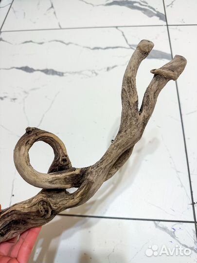 Коряга дрифтвуд невероятной формы