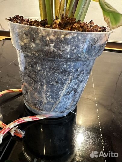 Калатея электрик шок