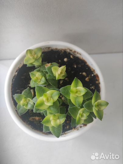 Крассула, кактусы