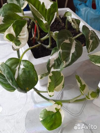 Сциндапсус