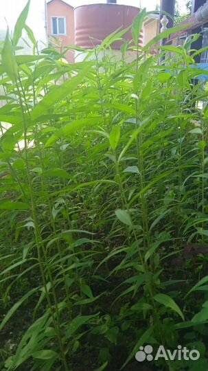 Саженцы персика