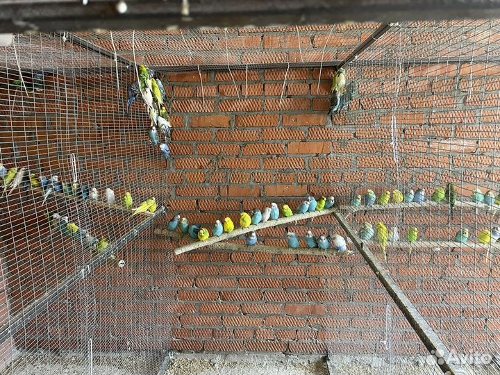 Волнистые попугаи из фермы