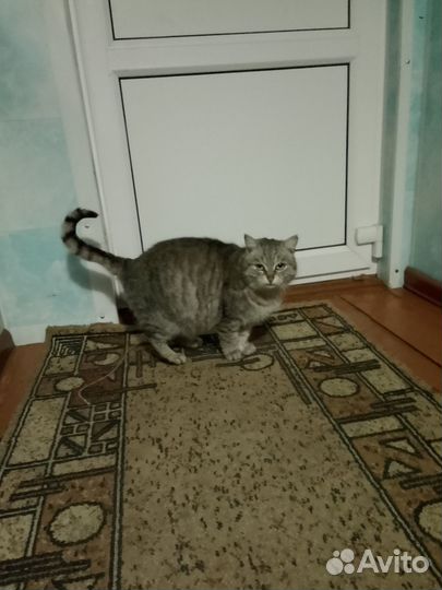 Кошка в добрые руки