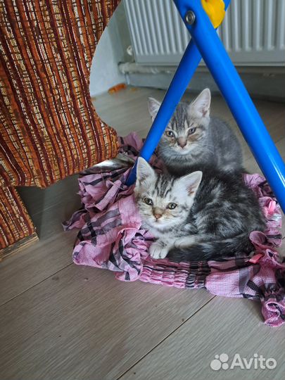 Шотландские котята