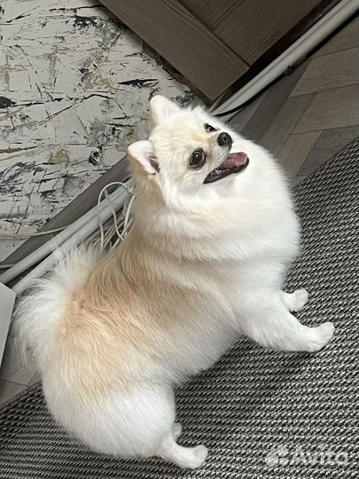 Услуги Груминга